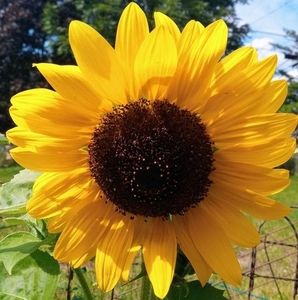 Meet your Posher, Shannon